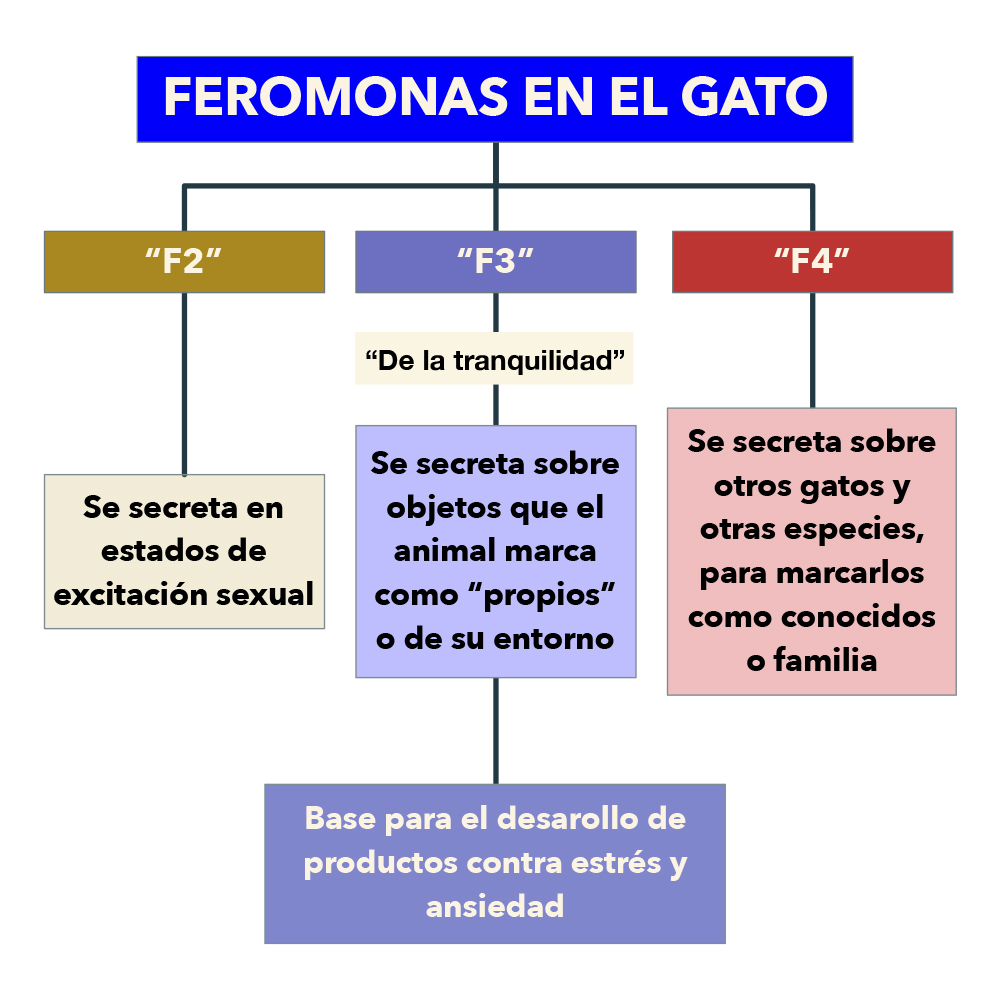 No-miztli - Las feromonas son sustancias químicas que segregan los animales  (no solo los gatos) y que son un medio de transmisión de señales. Las  feromonas son moléculas portadoras de información, que