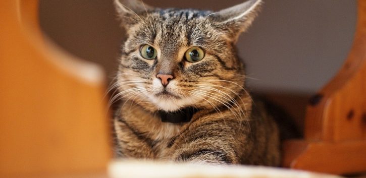 Hormonas sintéticas para gatos: qué son y cuándo utilizarlas - Yo Animal