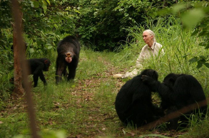 Fotograma del documental | ‘El viaje de Jane’: Documental de la primatóloga Jane Goodall