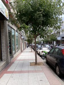 Unos finos árboles alivian la densidad urbanística de la calle