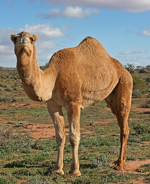 El festival se llama el King Abdulaziz Camel Festival y lo han trasladado del desierto a la periferia de la capital, Riyadh, otorgándole así más prestigio