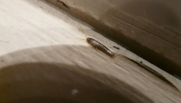 El insecto que, si aparece en tu baño, debe alertarte por este motivo: algo peor está por venir en tu hogar