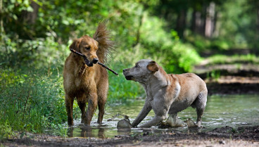 Un veterinario sorprende al revelar los dos únicos colores que los perros y gatos ven con sus ojos: no son ni el negro ni el blanco