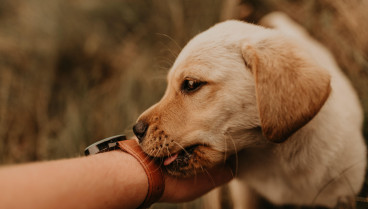 Esto es lo que significa que tu perro te lama la mano, según una educadora canina: «No es que te quiera mucho»
