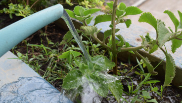 Roban las plantas de una vecina de un pueblo de Sevilla y el método que usa para evitarlo la próxima vez da una idea a los vecinos