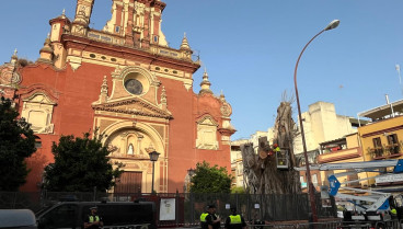 El Ayuntamiento de Sevilla tala definitivamente el ficus de San Jacinto por motivos de seguridad