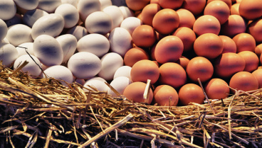 César Lumbreras, experto agrícola: «El precio de los huevos ha experimentado subidas importantes en un año por la incidencia de la gripe aviar y ha aumentado la demanda en EE.UU, Europa y España»