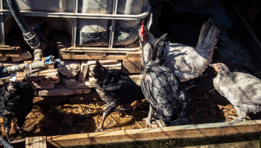 Juan Carlos Abad, veterinario: «La gripe aviar es un roto para las granjas, toda tu producción queda restringida a la exportación, incluso con mayores pérdidas que sacrificar una granja»