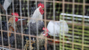 Hay 51 millones de gallinas ponedoras y dos se han sacrificado: «La docena a 3 euros»
