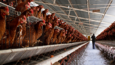 Juan José Badiola, catedrático de Sanidad Animal, se atreve a decir hasta cuándo va a durar el brote de gripe aviar