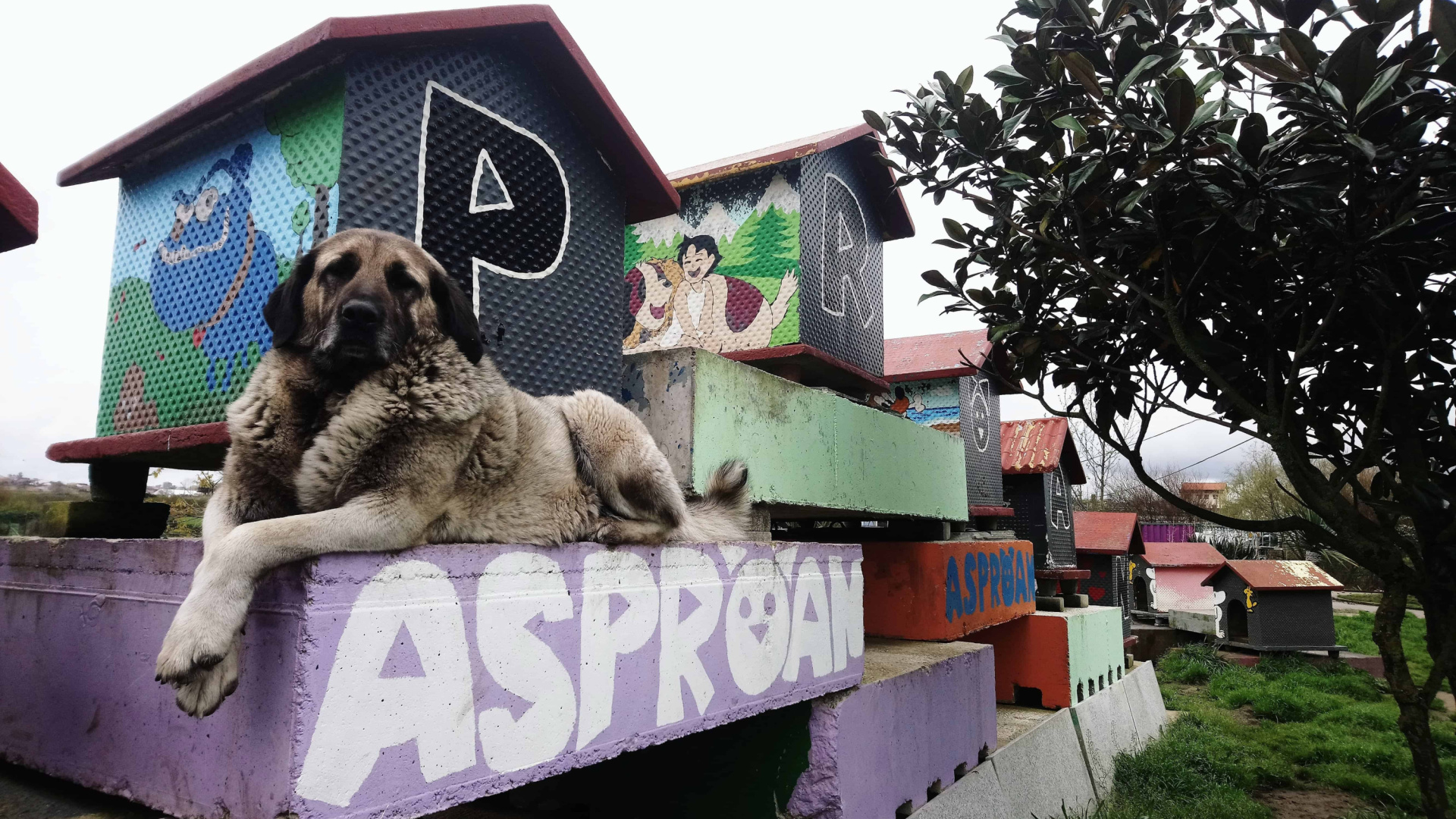Adoptar no es suficiente: por qué siguen llenos los refugios de perros en Cantabria