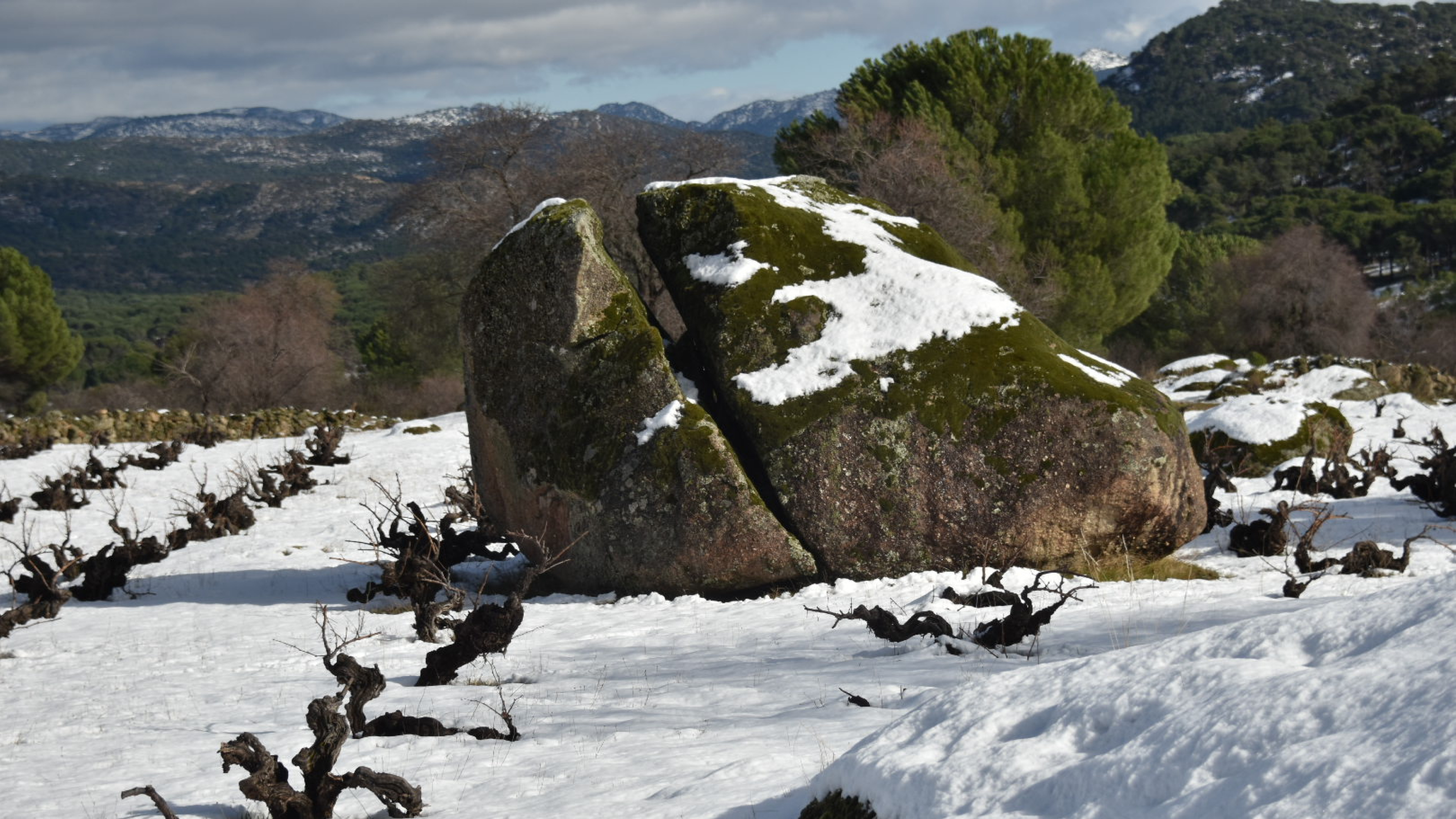 Las lluvias benefician a los viñedos de la DOP Vinos de Cebreros pero obligan a retrasar la poda