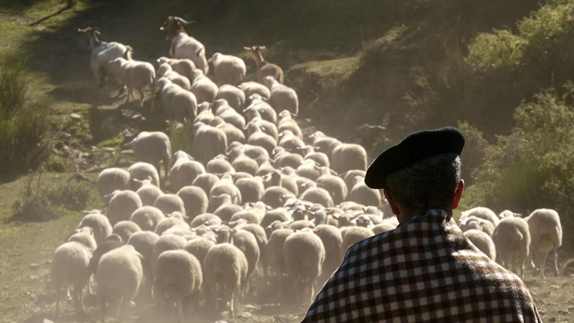 Ébora estudió magisterio y ahora quiere ser pastora para cuidar los montes de los incendios: en lugar de desbrozar, propuso esta alternativa bien acogida en el pueblo